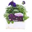 Pansy F1 Purple 6 Pack Boxed Bedding Alternative Image