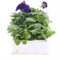 Pansy F1 Purple 6 Pack Boxed Bedding Alternative Image