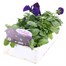 Pansy F1 Purple 6 Pack Boxed Bedding Alternative Image