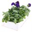 Pansy F1 Purple 6 Pack Boxed Bedding Alternative Image