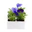 Pansy F1 Rhythm and Blues 6 Pack Boxed Bedding Alternative Image