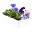 Pansy F1 Rhythm and Blues 6 Pack Boxed Bedding Alternative Image
