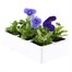 Pansy F1 Rhythm and Blues 6 Pack Boxed Bedding Alternative Image