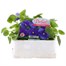 Pansy F1 True Blue 6 Pack Boxed Bedding Alternative Image