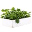 Pansy F1 True Blue 6 Pack Boxed Bedding Alternative Image