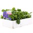Pansy F1 True Blue 6 Pack Boxed Bedding Alternative Image