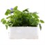 Pansy F1 True Blue 6 Pack Boxed Bedding Alternative Image