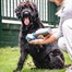 Paw Mate Pet Cleaning Brush (9068) Alternative Image