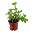 Peas Kelvedon Wonder 10.5cm vegetable Pot BeddingAlternative Image1