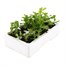 Peas Kelvedon Wonder 6 Pack Boxed VegetablesAlternative Image3