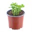 Peas Sugar Snap 10.5cm vegetable Pot BeddingAlternative Image1