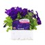 Petunia Grandiflora Blue 6 Pack Boxed BeddingAlternative Image1