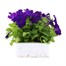 Petunia Grandiflora Blue 6 Pack Boxed BeddingAlternative Image2