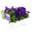 Petunia Grandiflora Blue 6 Pack Boxed BeddingAlternative Image3