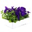 Petunia Grandiflora Blue 6 Pack Boxed BeddingAlternative Image4