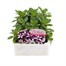 Petunia F1 Frenzy Blue Star 12 Pack Boxed BeddingAlternative Image1