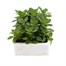 Petunia F1 Frenzy Blue Star 12 Pack Boxed BeddingAlternative Image1