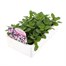 Petunia F1 Frenzy Blue Star 12 Pack Boxed BeddingAlternative Image3