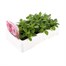 Petunia F1 Frenzy Deep Dark Dawn 12 Pack Boxed BeddingAlternative Image3