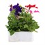 Petunia Grandiflora F1 Mixed 6 Pack Boxed BeddingAlternative Image2