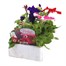 Petunia Grandiflora F1 Mixed 6 Pack Boxed BeddingAlternative Image3