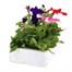 Petunia Grandiflora F1 Mixed 6 Pack Boxed BeddingAlternative Image4