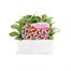 Petunia F1 Frenzy Red Star 12 Pack Boxed BeddingAlternative Image1