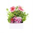 Petunia F1 Frenzy Reflections 12 Pack Boxed BeddingAlternative Image1