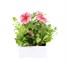 Petunia F1 Frenzy Reflections 12 Pack Boxed BeddingAlternative Image2