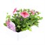 Petunia F1 Frenzy Reflections 12 Pack Boxed BeddingAlternative Image3