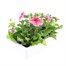 Petunia F1 Frenzy Reflections 12 Pack Boxed BeddingAlternative Image4