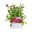 Petunia F1 Frenzy Rose Dawn 12 Pack Boxed BeddingAlternative Image1