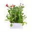 Petunia F1 Frenzy Rose Dawn 12 Pack Boxed BeddingAlternative Image2