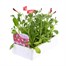 Petunia F1 Frenzy Rose Dawn 12 Pack Boxed BeddingAlternative Image3