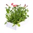 Petunia F1 Frenzy Rose Dawn 12 Pack Boxed BeddingAlternative Image4