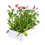 Petunia F1 Frenzy Rose Dawn 12 Pack Boxed BeddingAlternative Image4