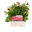 Petunia F1 Frenzy Salmon Pink 12 Pack Boxed BeddingAlternative Image1