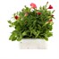 Petunia F1 Frenzy Salmon Pink 12 Pack Boxed BeddingAlternative Image2