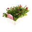 Petunia F1 Frenzy Salmon Pink 12 Pack Boxed BeddingAlternative Image3