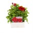 Petunia F1 Frenzy Scarlet 12 Pack Boxed BeddingAlternative Image1