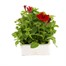 Petunia F1 Frenzy Scarlet 12 Pack Boxed BeddingAlternative Image2