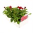 Petunia F1 Frenzy Scarlet 12 Pack Boxed BeddingAlternative Image3