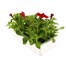 Petunia F1 Frenzy Scarlet 12 Pack Boxed BeddingAlternative Image4