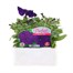 Petunia F1 Frenzy Blue 12 Pack Boxed BeddingAlternative Image1