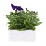 Petunia F1 Frenzy Blue 12 Pack Boxed BeddingAlternative Image2