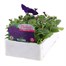 Petunia F1 Frenzy Blue 12 Pack Boxed BeddingAlternative Image3