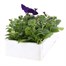 Petunia F1 Frenzy Blue 12 Pack Boxed BeddingAlternative Image4