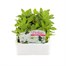 Petunia F1 Frenzy White 12 Pack Boxed BeddingAlternative Image1