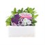 Petunia F1 Frenzy Grand Rapids 12 Pack Boxed BeddingAlternative Image1