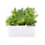 Petunia F1 Frenzy Grand Rapids 12 Pack Boxed BeddingAlternative Image2